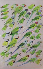 Drawing of parrots